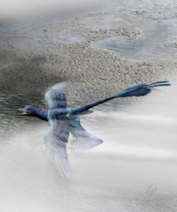 artistic rendering of a Microraptor.